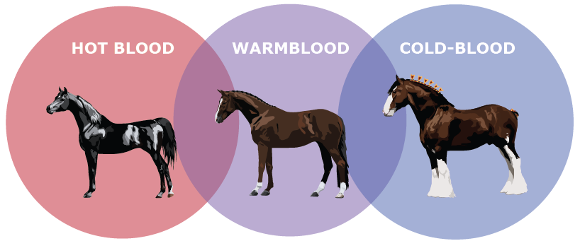 horse  pony breeds with fun free quizzes about horse breeds