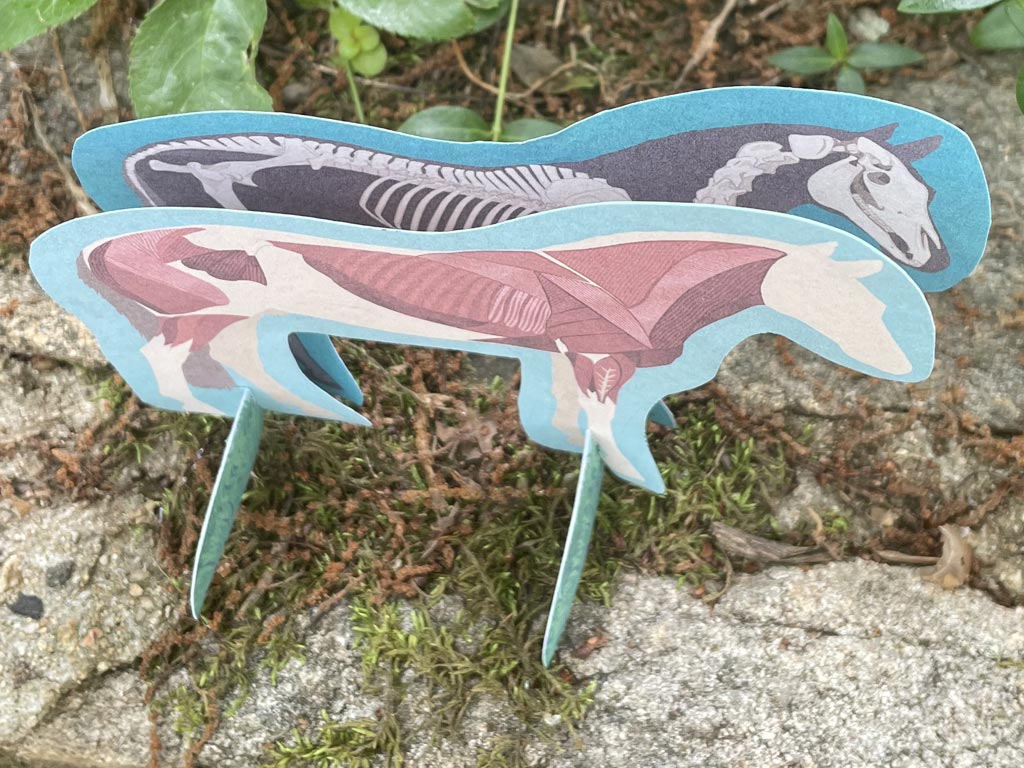 Horse Anatomy Craft Printable Download Allpony By The U S Pony Clubs