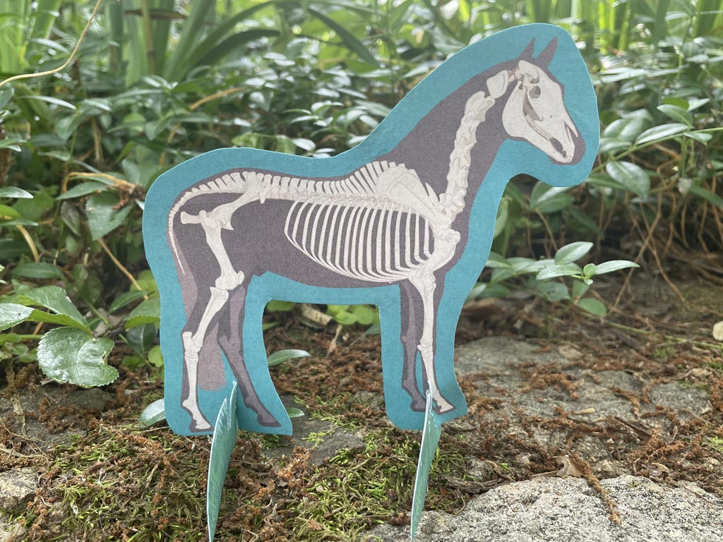 Horse Anatomy Craft Printable Download Allpony By The U S Pony Clubs
