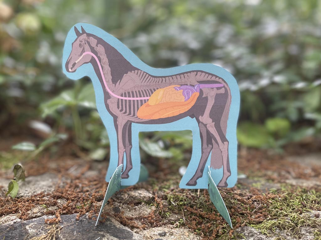 Horse Anatomy Craft Printable Download Allpony By The U S Pony Clubs