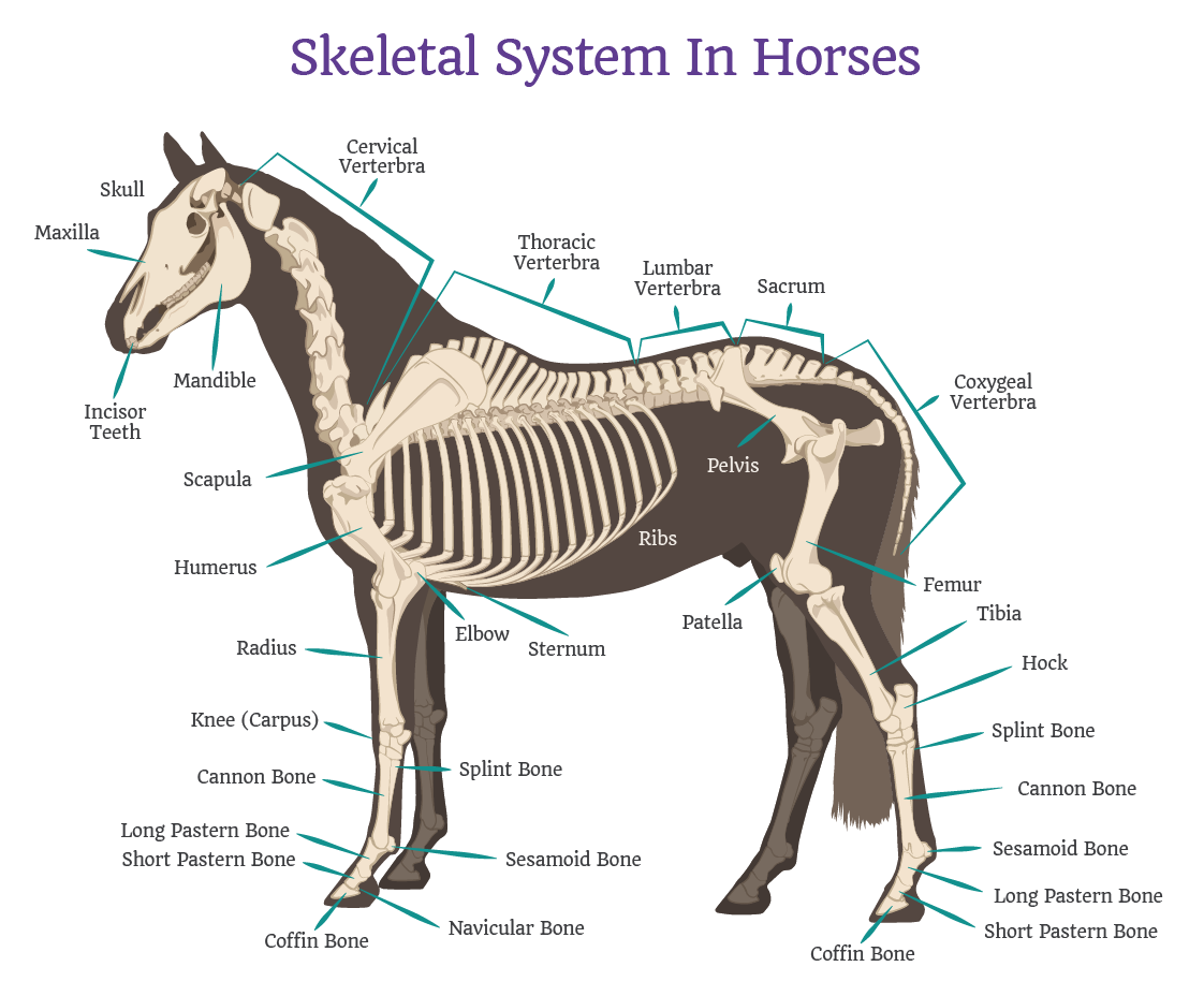 Horse Anatomy Chart Internal Organs 8 X 11 Horse Anat - vrogue.co