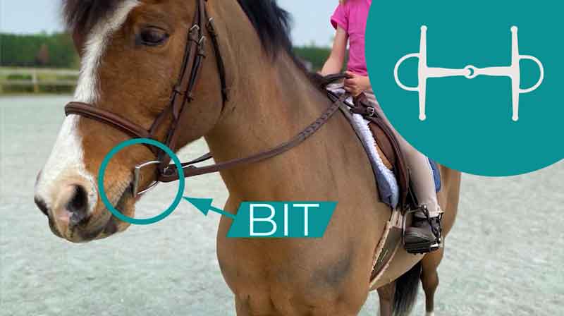 Bridle Parts & Types